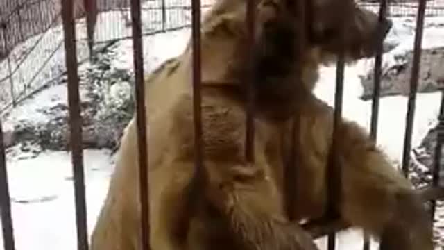 the bear eats out of his hands