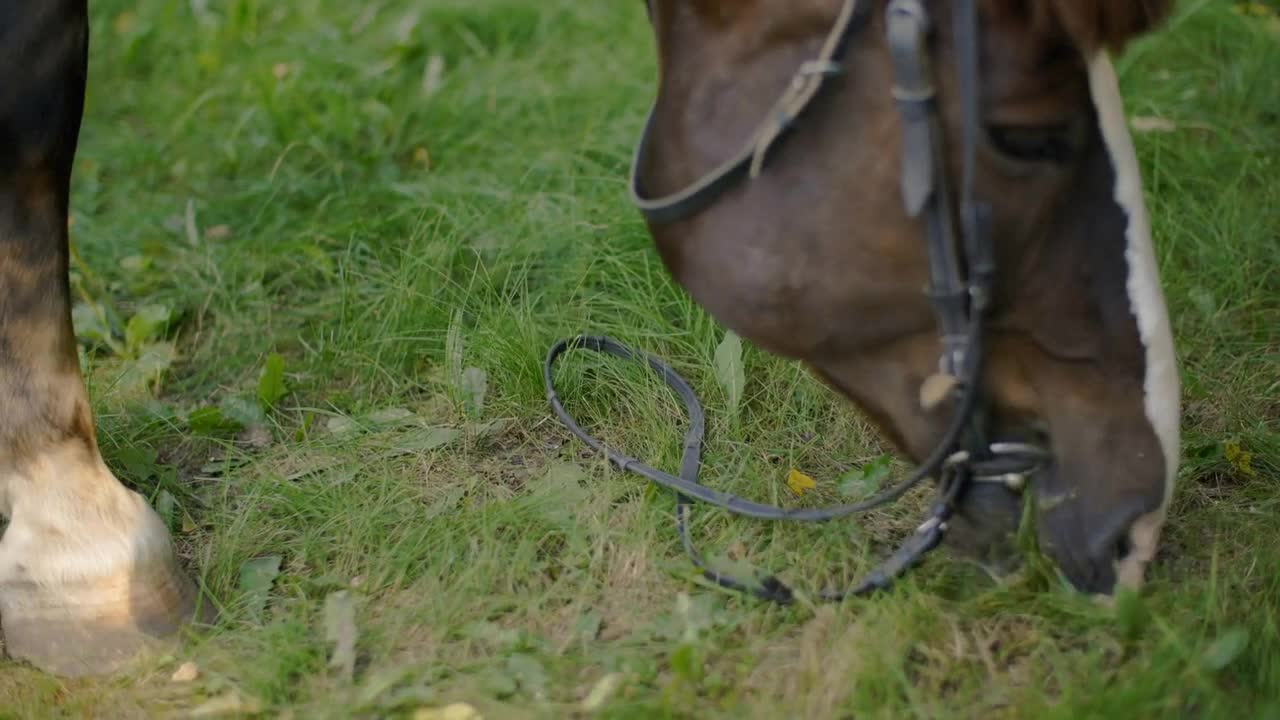 Horse eating fresh grass at rural pasture. Horse grazing on green field at livestock farm