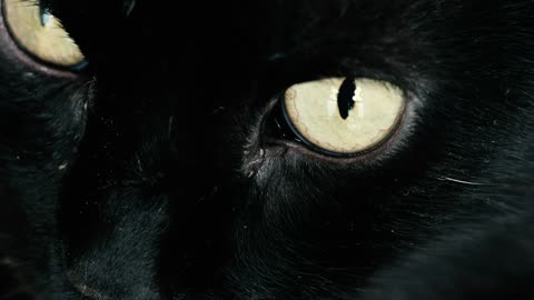 Black cat with yellow eyes