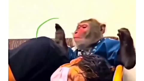 #trending #viedo #monkey