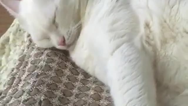 Very funny video #3 - Cute kitty sleeps and yawns