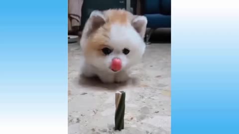 little dog drooling over a snack