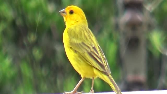 Earth canary singing with a lot of rain ....Canário da terra cantando com muita chuva