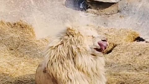 The daily routine of lions and dogs