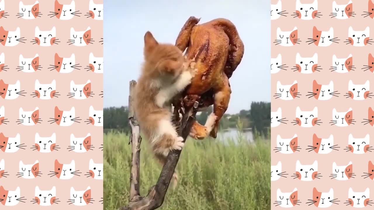 Cute kitten loves to eat chicken