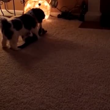 Angry Cats VS Dogs Funny.