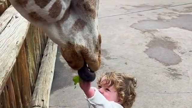 Happy boy feeding a giraffe with vegetables