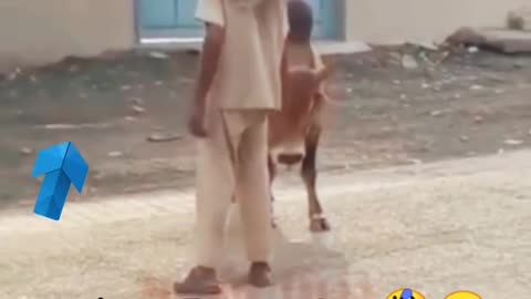 funny videos are fun and entertainment