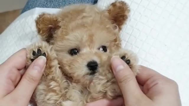 Baby cream poodle grooming video cutest and lovely puppies videos - Teacup puppies