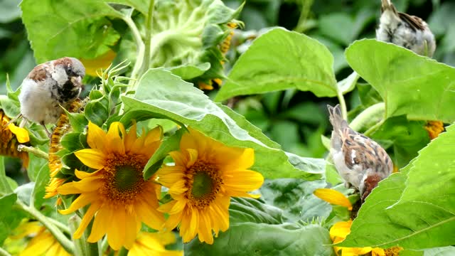 Beautiful sparrow eating Sunflower