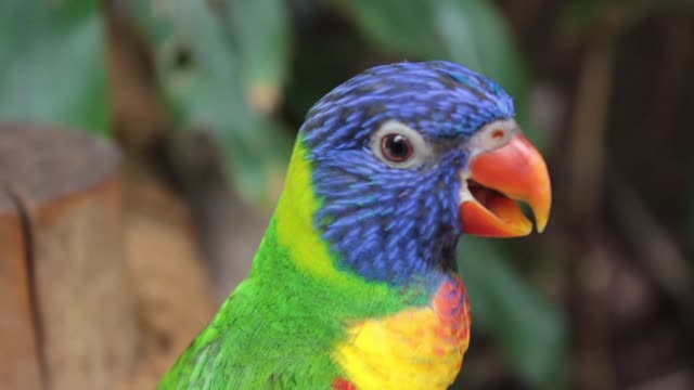 Parrot Colorful