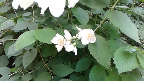 jaśmin i jaśminowiec