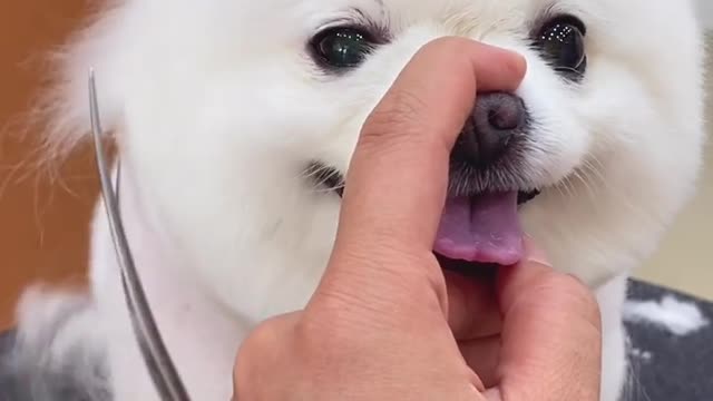 Cute wite dog video cutting