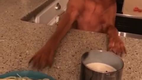 Brown dog whines at spaghetti plate