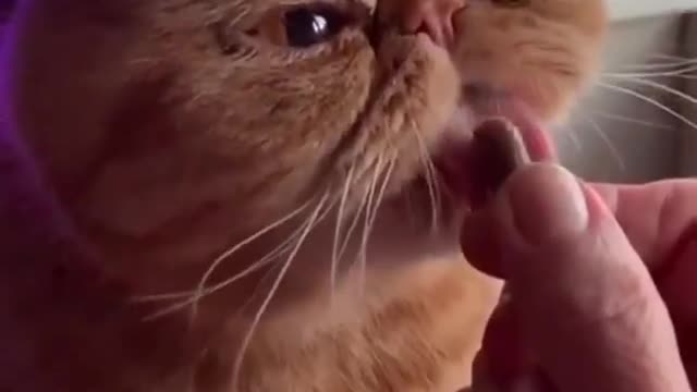 Very cute and funny cat playing with its owner