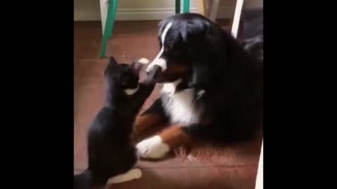 cat provoking dog