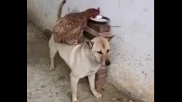 Funny friend dog & hen