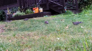 Birds Animals Ground HoG FoX DeeR Relaxing Wild Life Outside Nature Natural at Day (10-21-2020)