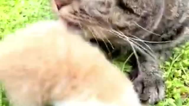 😇 Laugh non-stop with these funny cat 😹 - Funniest cat Expression Video 😇 - Funny Cat Life