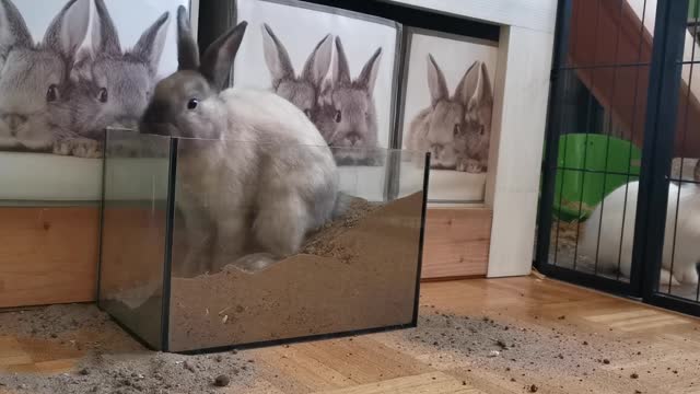 Rabbits Digging Bottle Of Sand To Play rabbit cub