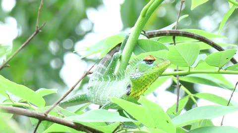 Bronchocela jubata