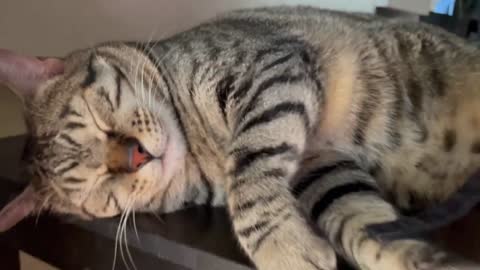 Funny Cats Sleeping in Weird Positions #2