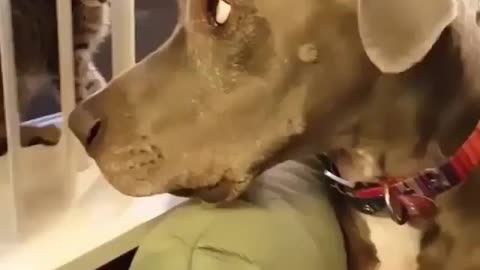 🤣 Awesome Funny Pet Animals Life Videos 😇