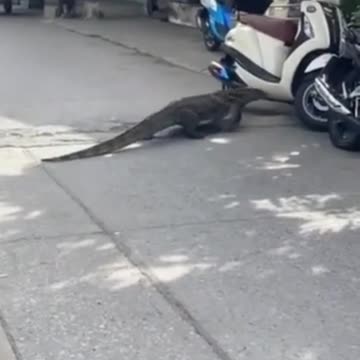 Animals most dangerous and most faithful of the jungle