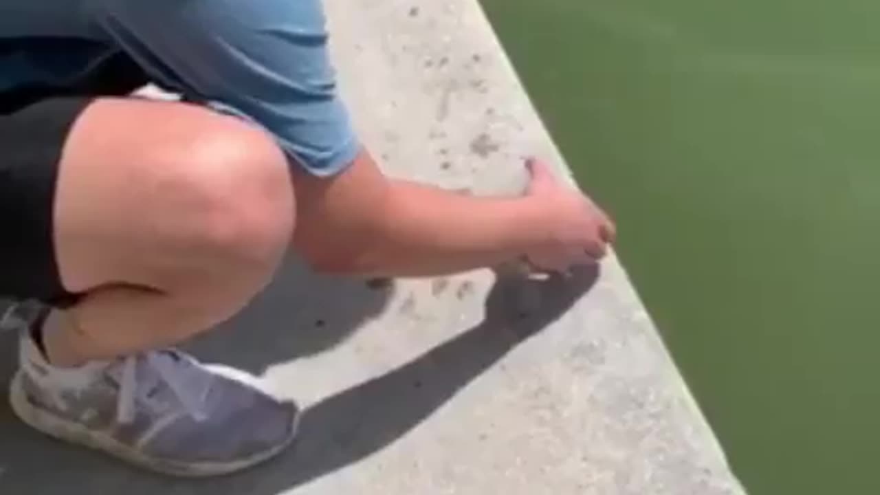 Turtle Release Fail