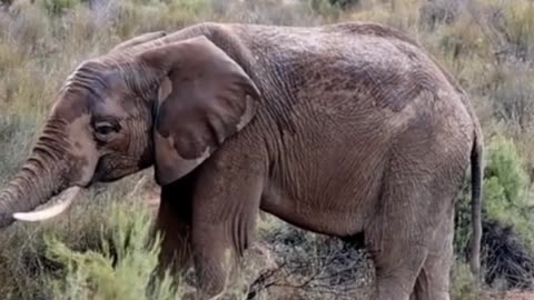 All About Elephants: Amazing and Interesting Facts You Didn't Know About Elephants #elephants #facts