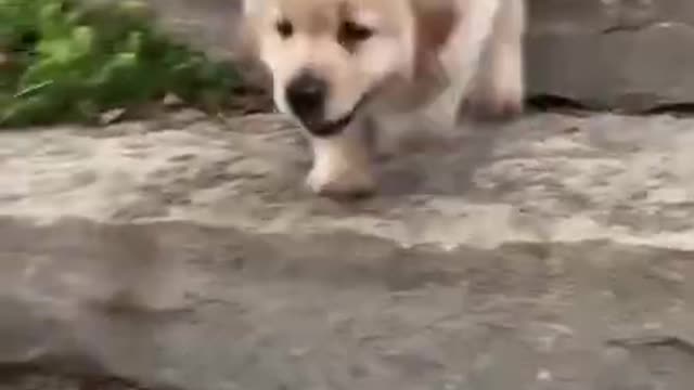 Cute Lil' Puppy - Paw Paw #short #shortvideo
