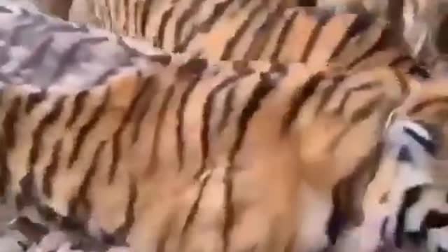tiger lunch