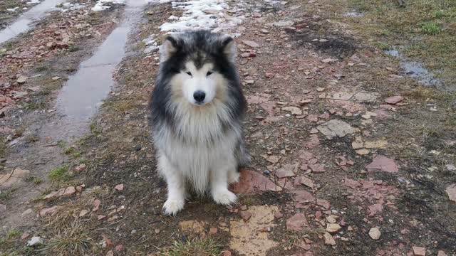 The best dog ever you can play with the ball cute dog