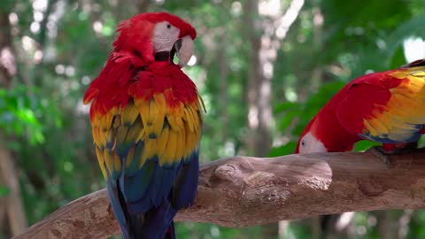 amazing parrot ! so funny parrot are relaxing