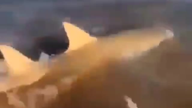 Save the shark