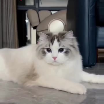 Nice Cat video And Fanny cat video