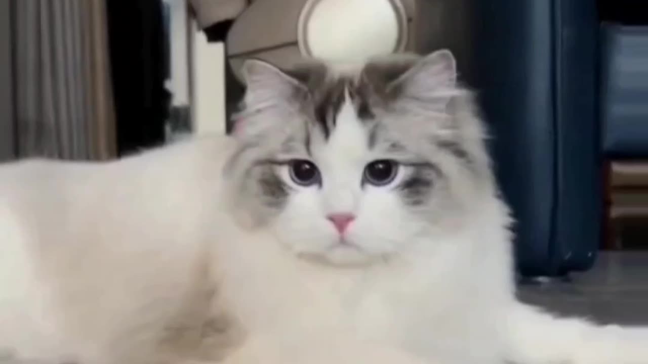 Nice Cat video And Fanny cat video