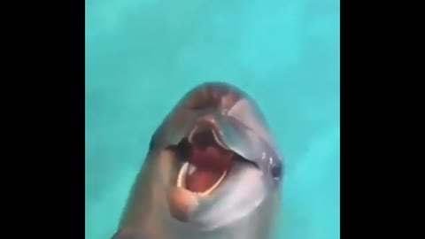 Dolphin Funny Vedio Dolphin Smiling