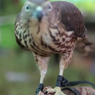 Falcon feeding /owl feeding /hawk eagle feeding