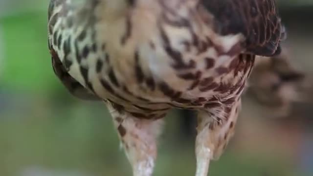 Falcon feeding /owl feeding /hawk eagle feeding