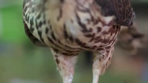 Falcon feeding /owl feeding /hawk eagle feeding