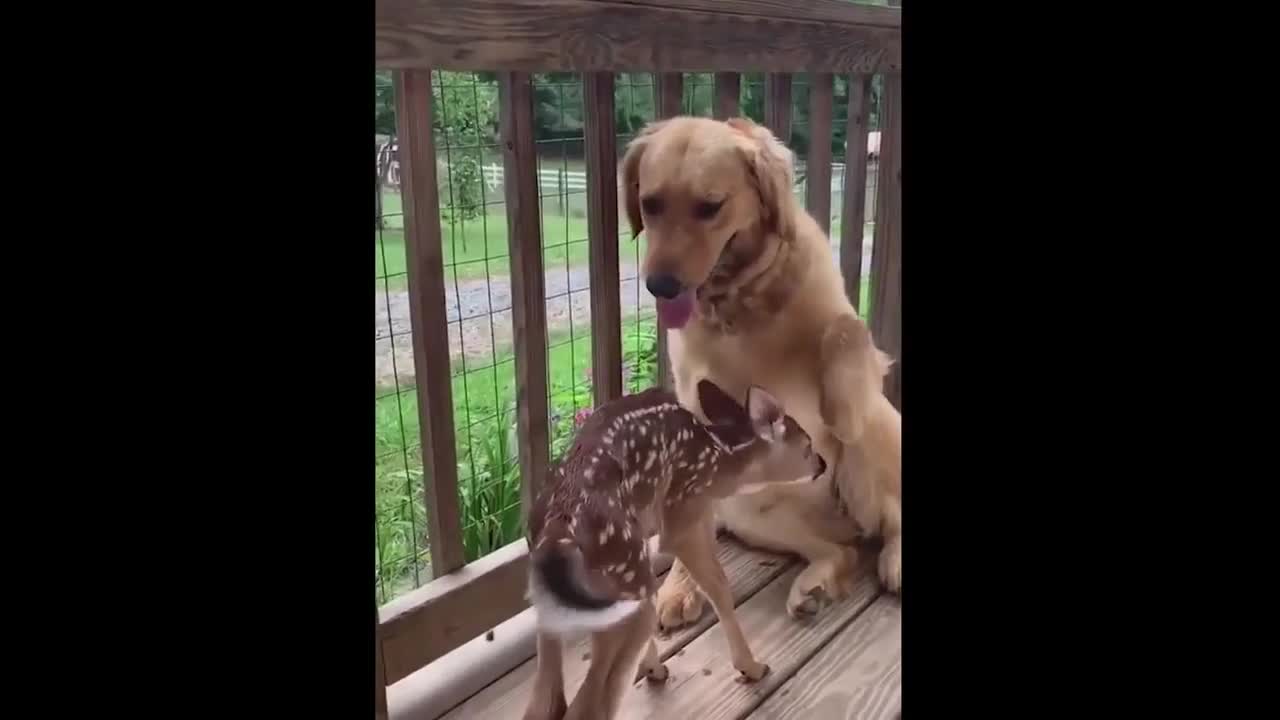 Golden Retriever Plays With Baby Doe