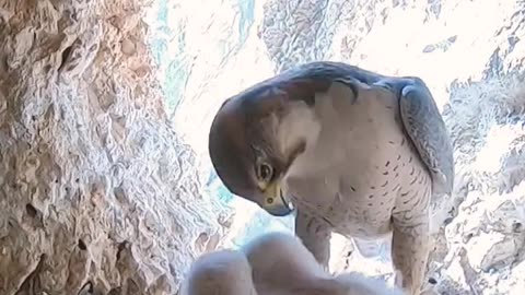 hawk feeding its chicks 😱🦅