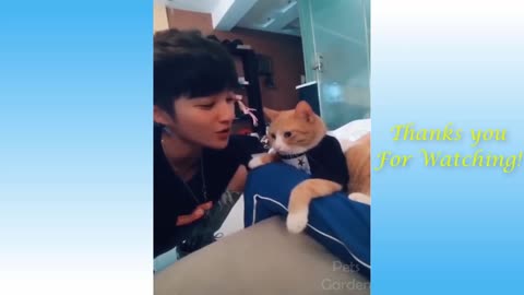 funny video cat