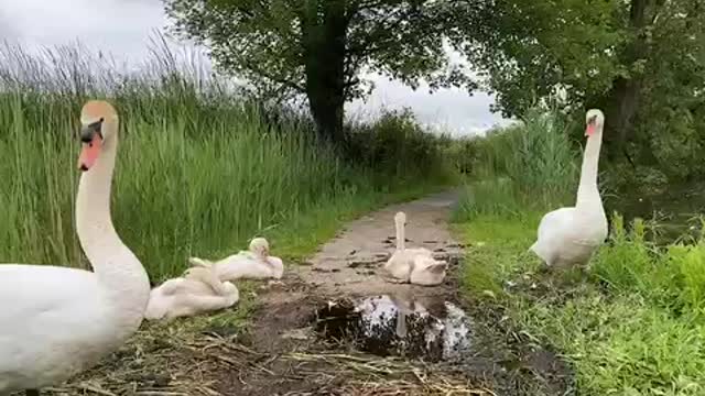 Swan’s family make their nest in the middle of the road