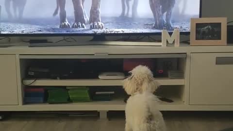 A cute dog doesn't like those scary hyenas in the lion king movie