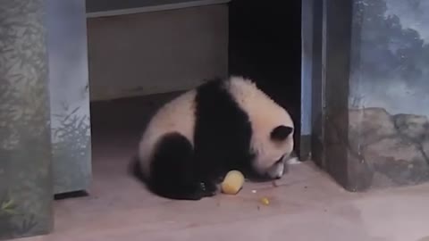 Panda is enjoy the summer with ice cream how cute