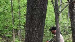 Cutting down a cherry tree