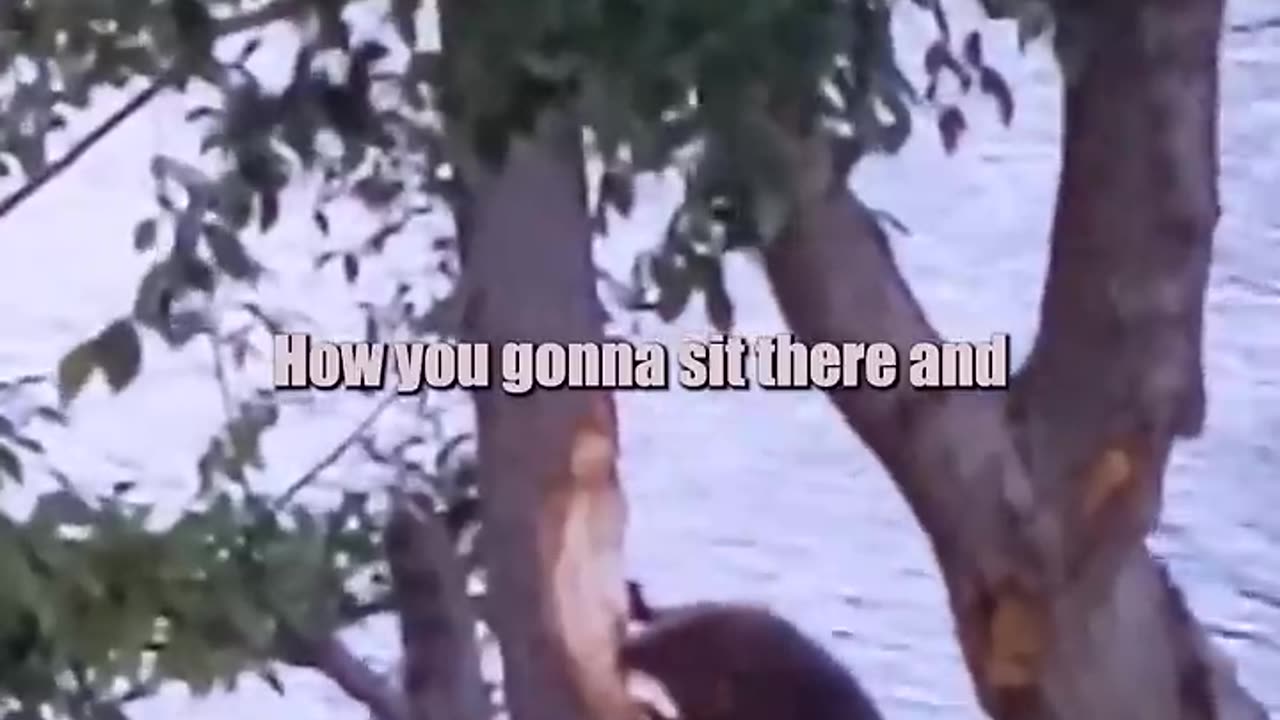 động vật funny phần 01