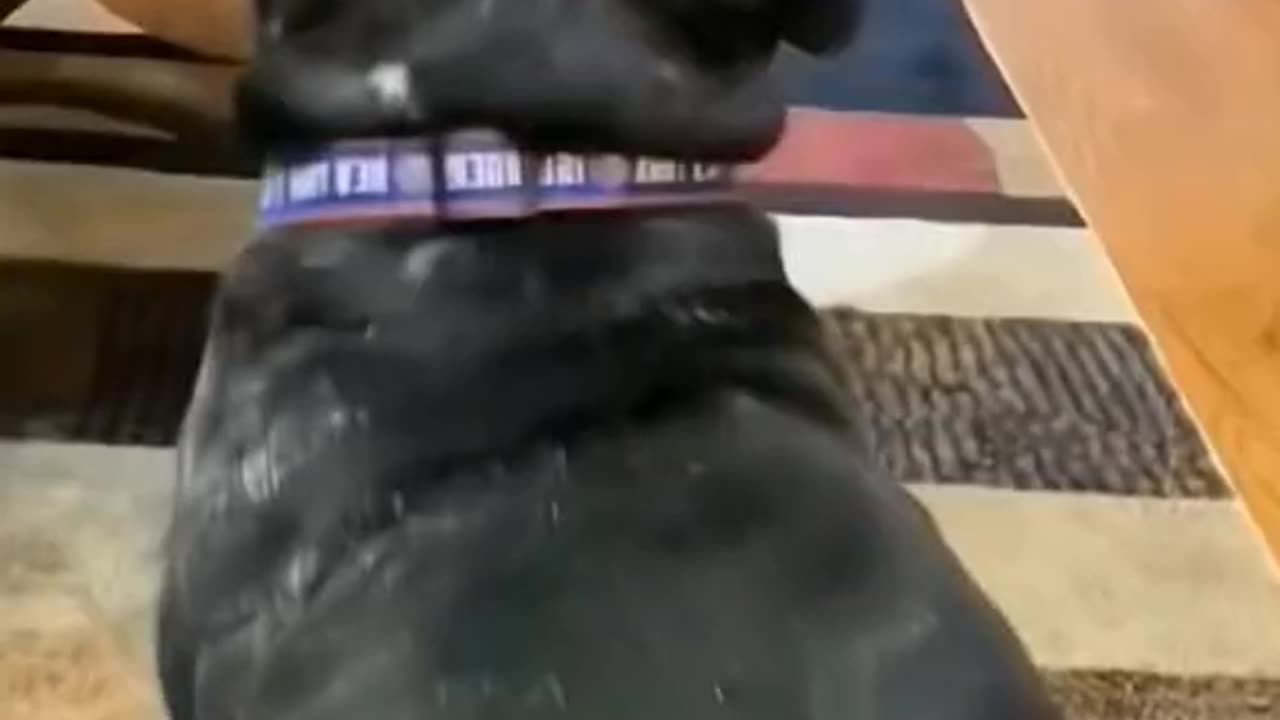 funny dog
